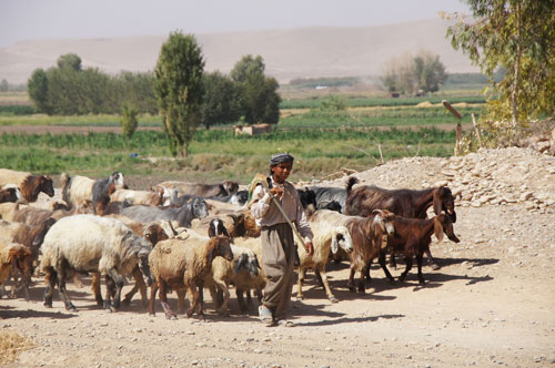 Shepherd with sheep