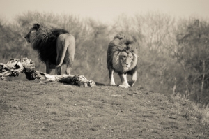 Lions of Judgment