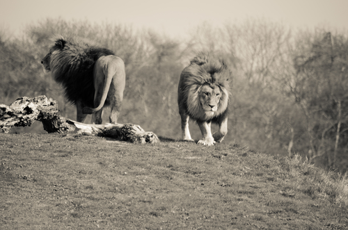 Lions of Judgment